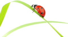 Coccinelle