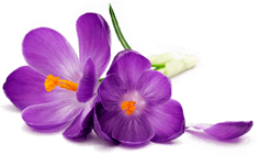 Crocus